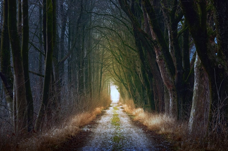 Fairytale Forest Path
